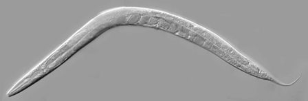  Adult C. elegans roundworm. 